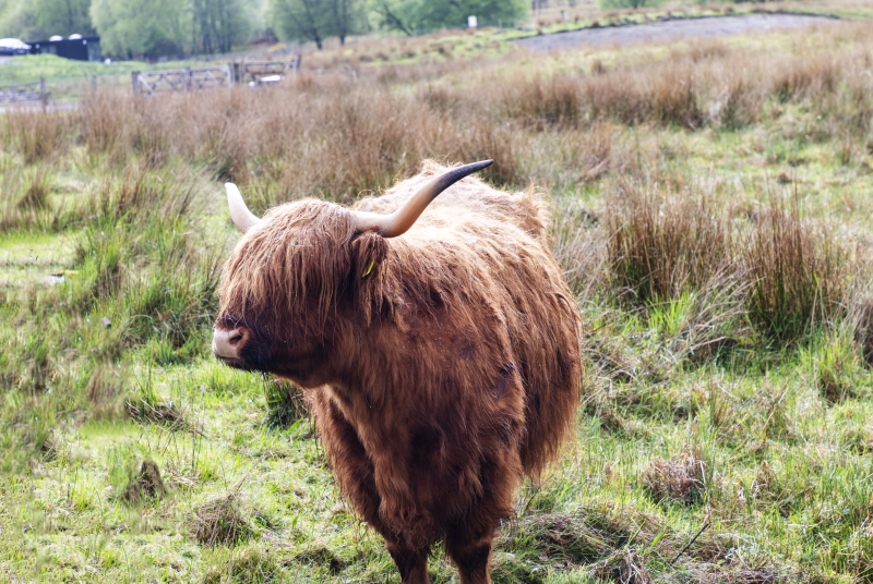 Highland Cow 2022